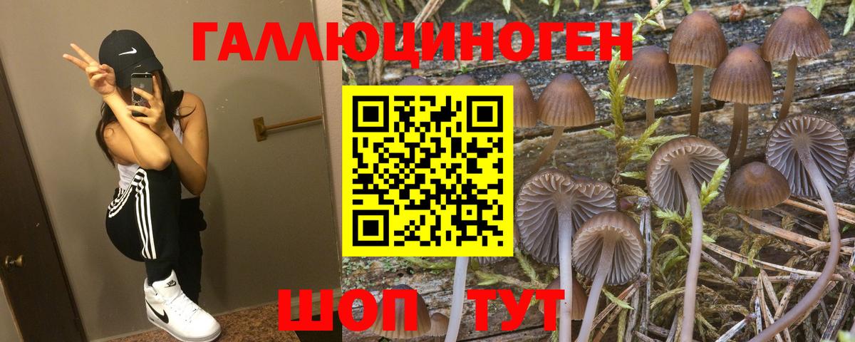 Галлюциногенные грибы Psilocybine cubensis  Стрежевой 